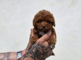 Kaliteli Üretimden Sağlıklı Maltipoo Yavrular