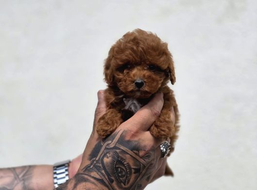 Kaliteli Üretimden Sağlıklı Maltipoo Yavrular