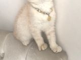 Scottish Fold Krem Gold Oğlum