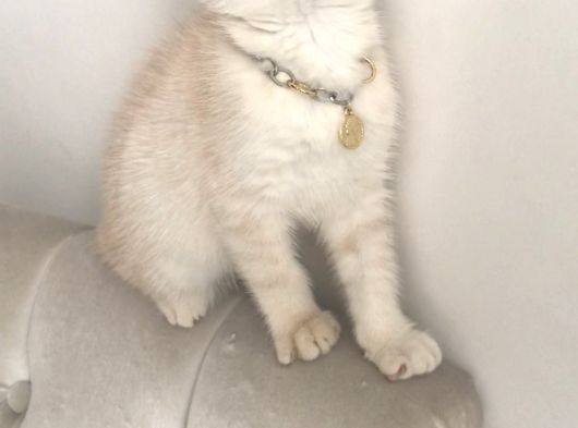 Scottish Fold Krem Gold Oğlum görsel