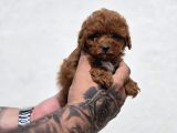 Kaliteli Üretimden Sağlıklı Maltipoo Yavrular