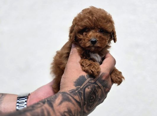 Kaliteli Üretimden Sağlıklı Maltipoo Yavrular görsel