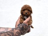 Kaliteli Üretimden Sağlıklı Maltipoo Yavrular