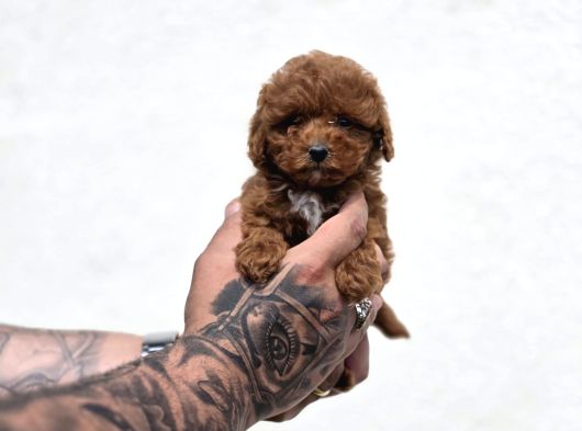Kaliteli Üretimden Sağlıklı Maltipoo Yavrular görsel