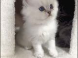 Silver Point Longhair Kızımız