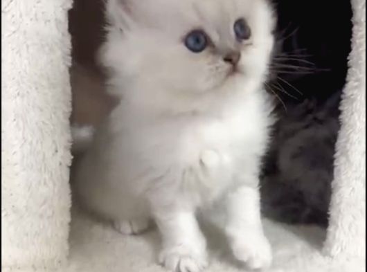Silver Point Longhair Kızımız görsel