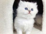 Silver point longhair Kızımız