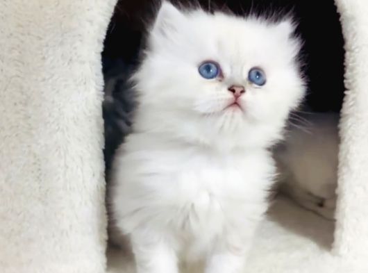 Silver Point Longhair Kızımız