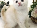 Scottish Fold Krem Gold Oğlum