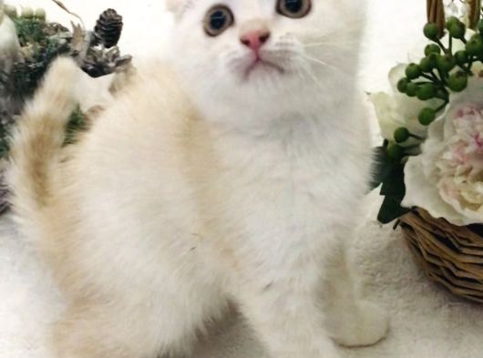 Scottish Fold Krem Gold Oğlum görsel