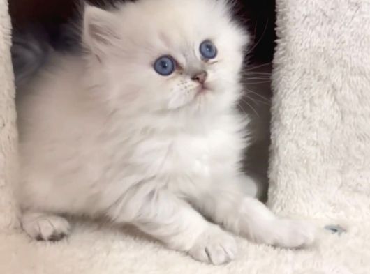 Silver Point Longhair Kızımız görsel