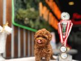 Teacup Poodle Yavrular