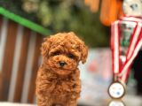 Teacup Poodle Yavrular