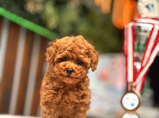 Teacup Poodle Yavrular görsel