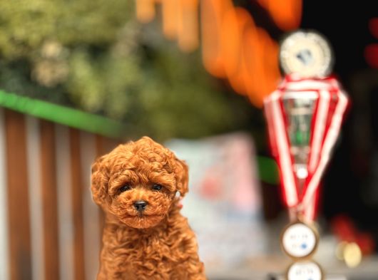 Teacup Poodle Yavrular görsel