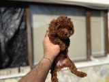 Toy Poodle Yavrulari