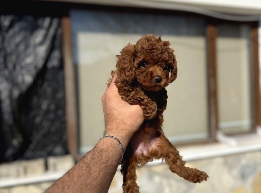 Toy Poodle Yavrulari görsel