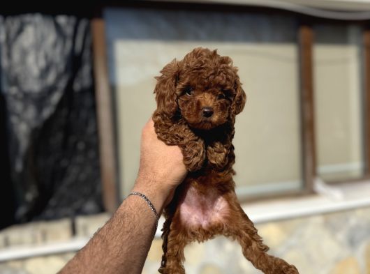 Toy Poodle Yavrulari