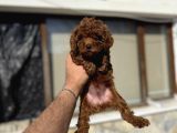 Toy Poodle Yavrulari
