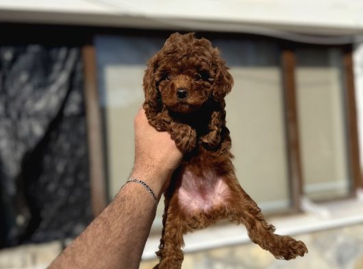 Toy Poodle Yavrulari görsel