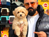 Üst düzel maltipoo