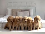 Vecihiden safkan baby face golden retriever yavruları