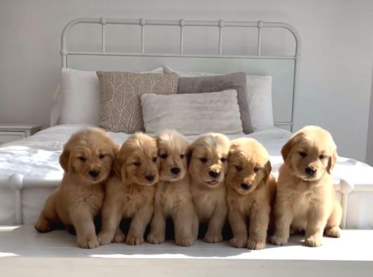Vecihiden safkan baby face golden retriever yavruları