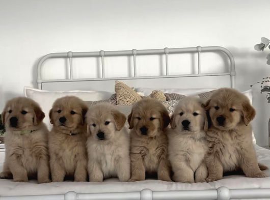 Vecihiden Safkan Baby Face Golden Retriever Yavruları görsel