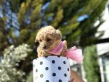 Uygunn Toy Poodle Ve Maltipo Tea Cup Yavru