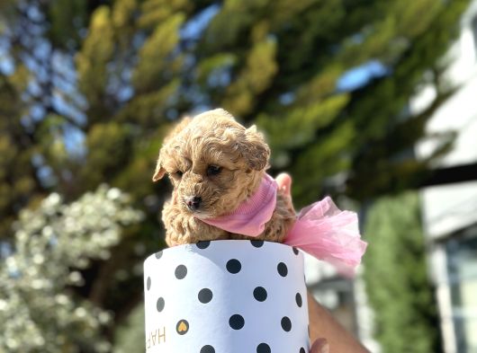 Uygunn Toy Poodle Ve Maltipo Tea Cup Yavru görsel