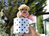 Uygunn Toy Poodle Ve Maltipo Tea Cup Yavru