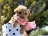 Uygunn toy poodle ve maltipo tea cup yavru