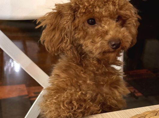 Teacup Toy Poodle Kızımıza Eş Arıyoruz