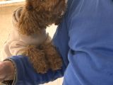 Teacup Toy Poodle Kızımıza Eş Arıyoruz