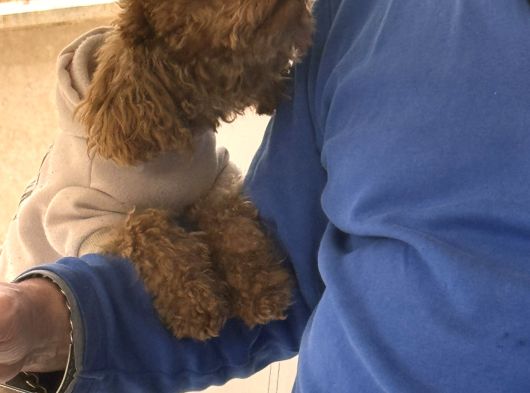 Teacup Toy Poodle Kızımıza Eş Arıyoruz görsel