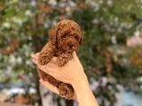 Dişi Red Brown Toy Poodle Miniğimiz