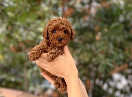 Dişi Red Brown Toy Poodle Miniğimiz görsel