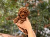 Dişi Red Brown Toy Poodle Miniğimiz