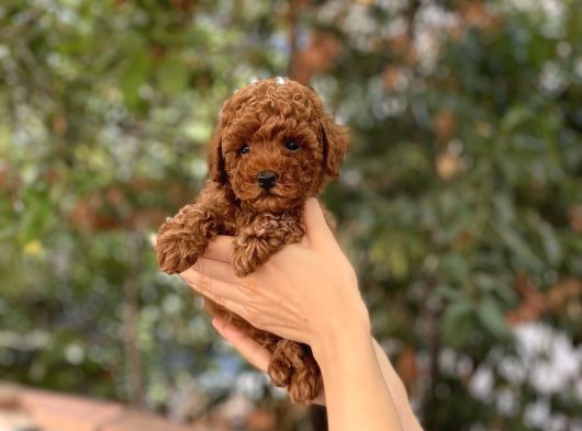 Dişi Red Brown Toy Poodle Miniğimiz