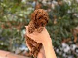 Dişi Red Brown Toy Poodle Miniğimiz