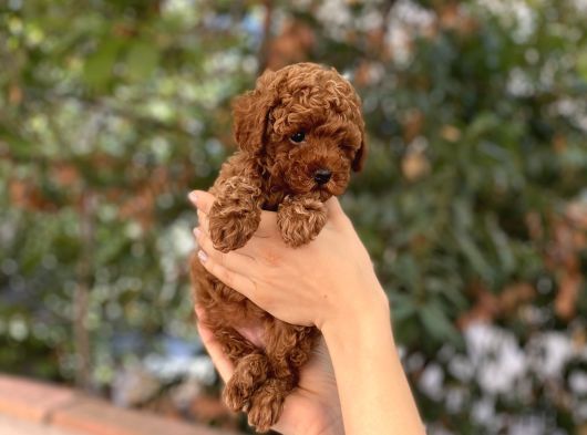 Dişi Red Brown Toy Poodle Miniğimiz görsel