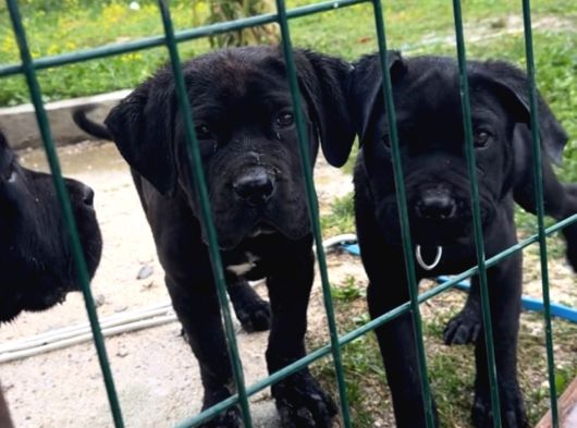 Safkan Cane Corsa görsel