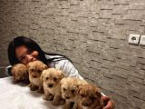 Sevimli Mi Sevimli Maltipoo Yavrularımız