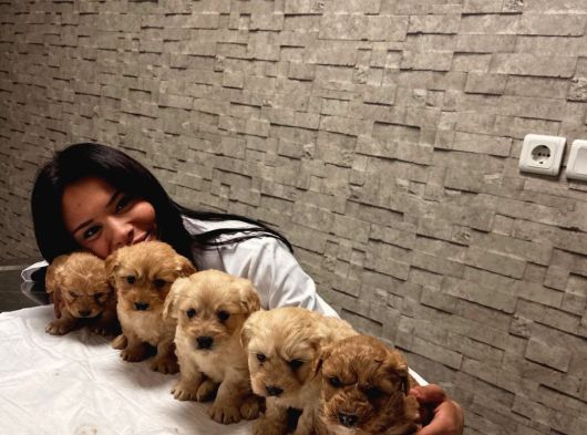 Sevimli Mi Sevimli Maltipoo Yavrularımız görsel