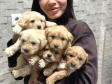 Sevimli Mi Sevimli Maltipoo Yavrularımız