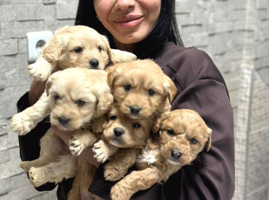 Sevimli Mi Sevimli Maltipoo Yavrularımız görsel