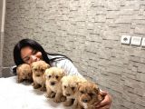 Sevimli Mi Sevimli Maltipoo Yavrularımız