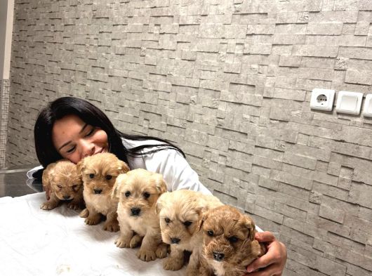 Sevimli Mi Sevimli Maltipoo Yavrularımız görsel