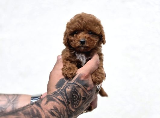 Kaliteli Üretimden Sağlıklı Maltipoo Yavrular görsel
