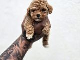 Irk ve Sağlık Garantili Maltipoo Yavrular